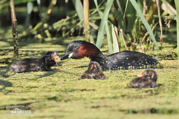 Potápka hnedá (potápka malá) (Tachybaptus ruficollis)