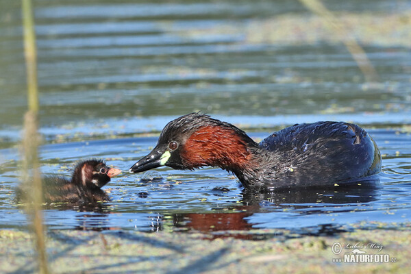 Potápka hnedá (potápka malá) (Tachybaptus ruficollis)