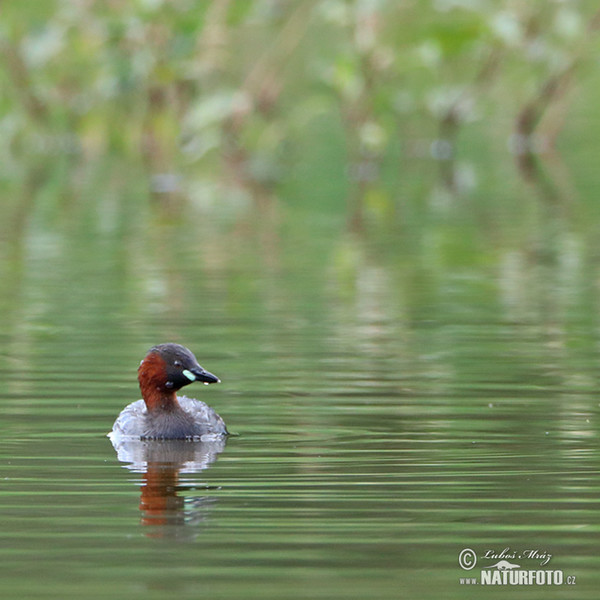 Potápka hnedá (potápka malá) (Tachybaptus ruficollis)