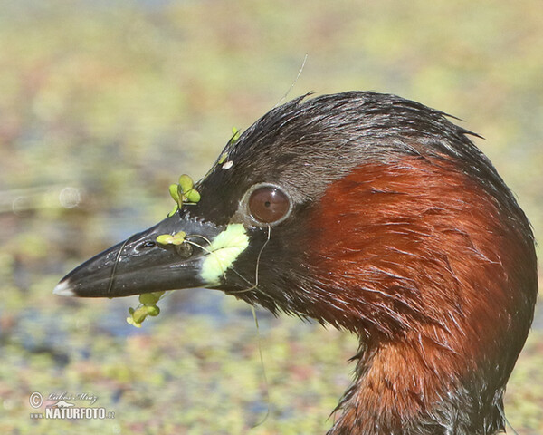 Potápka hnedá (potápka malá) (Tachybaptus ruficollis)