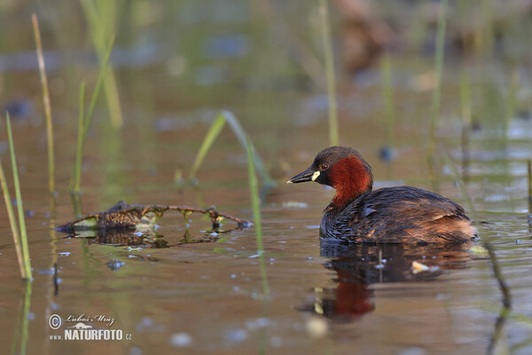 Potápka hnedá (potápka malá) (Tachybaptus ruficollis)