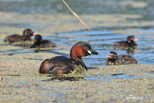 Potápka malá (Tachybaptus ruficollis)