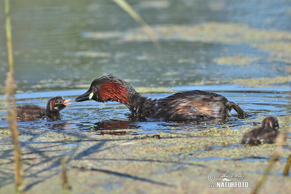 Potápka malá (Tachybaptus ruficollis)