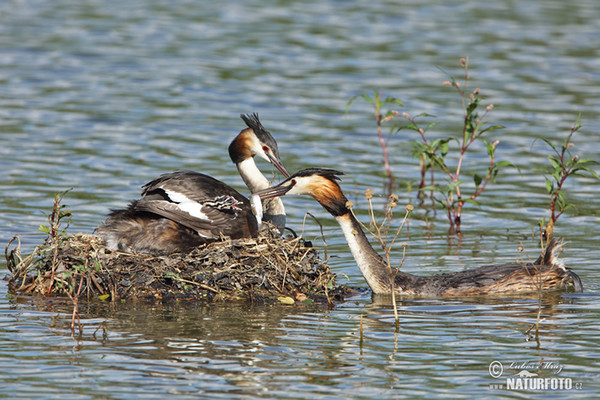 Potápka roháč (Podiceps cristatus)