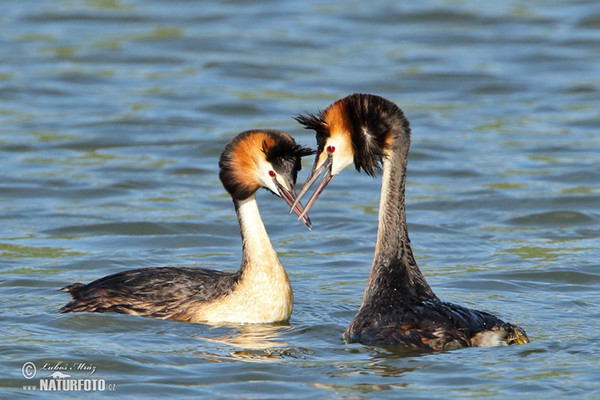 Potápka roháč (Podiceps cristatus)