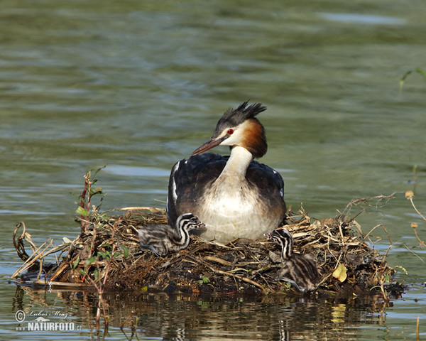 Potápka roháč (Podiceps cristatus)