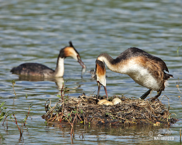 Potápka roháč (Podiceps cristatus)