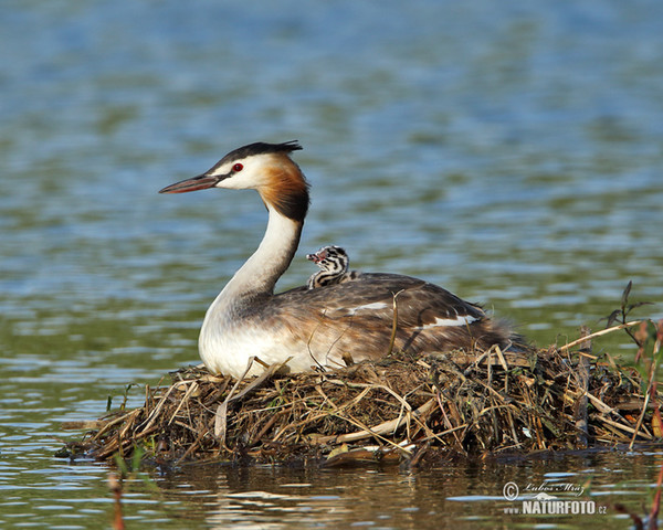 Potápka roháč (Podiceps cristatus)