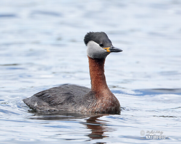 Potápka rudokrká (Podiceps grisegena)