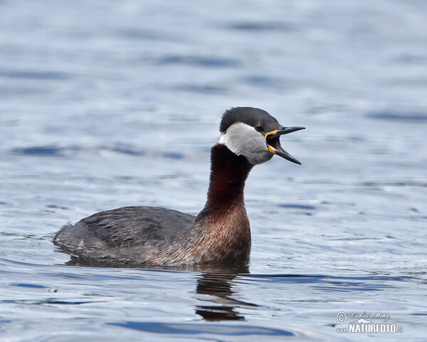 Potápka rudokrká (Podiceps grisegena)