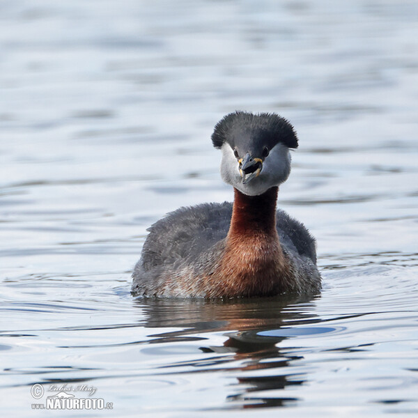 Potápka rudokrká (Podiceps grisegena)