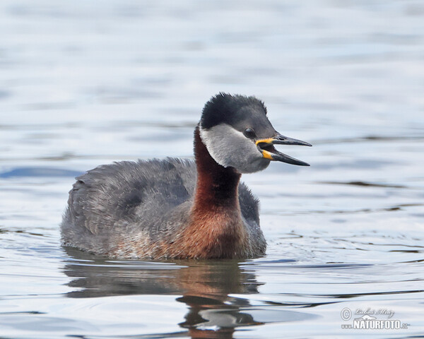 Potápka rudokrká (Podiceps grisegena)