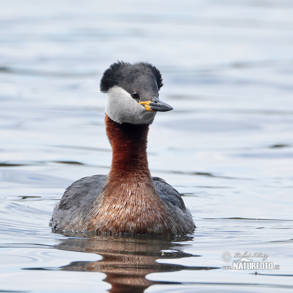 Potápka rudokrká (Podiceps grisegena)