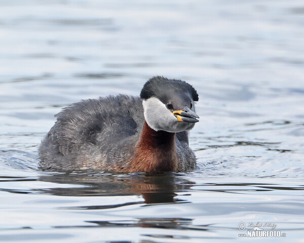 Potápka rudokrká (Podiceps grisegena)