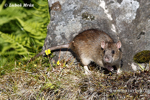 Potkan hnedý (Rattus norvegicus)