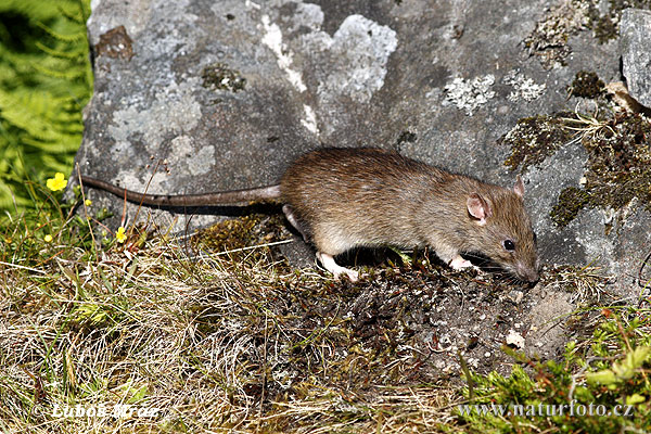 Potkan hnedý (Rattus norvegicus)