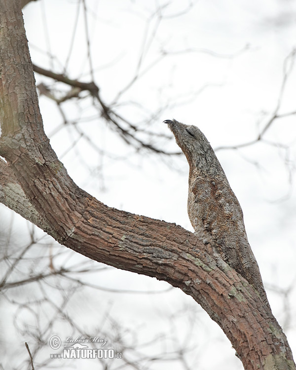 Potu velký (Nyctibius grandis)