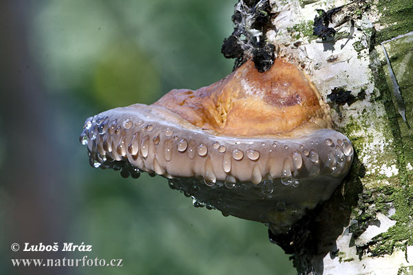 Práchnovček pásikavý (Fomitopsis pinicola)