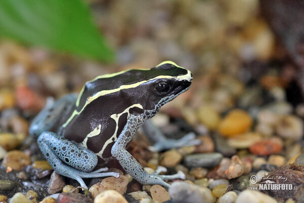 Pralesnička barvířská (Dendrobates tinctorius Graubeiner)