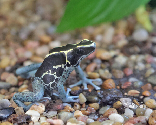 Pralesnička barvířská (Dendrobates tinctorius Graubeiner)