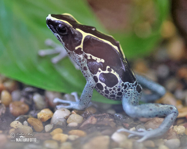 Pralesnička barvířská (Dendrobates tinctorius Graubeiner)