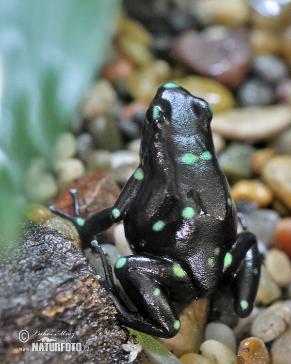 Pralesnička batiková (Dendrobates auratus)