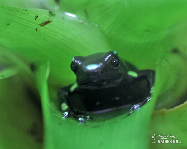 Pralesnička batiková (Dendrobates auratus)