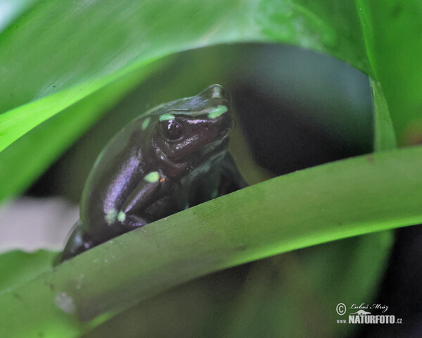 Pralesnička batiková (Dendrobates auratus)