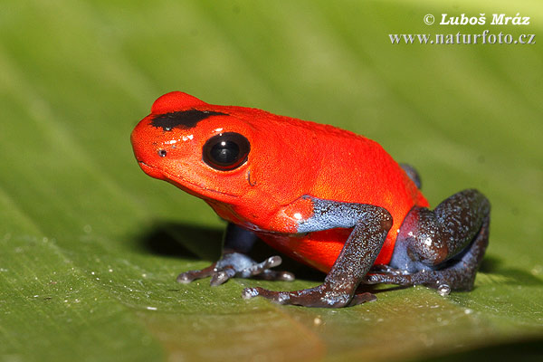 Pralesnička drobná (Dendrobates pumilio)