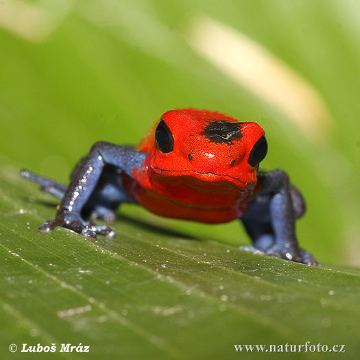 Pralesnička drobná (Dendrobates pumilio)