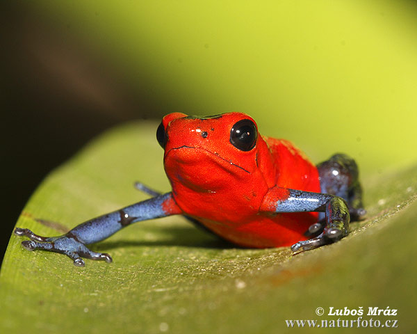 Pralesnička drobná (Dendrobates pumilio)