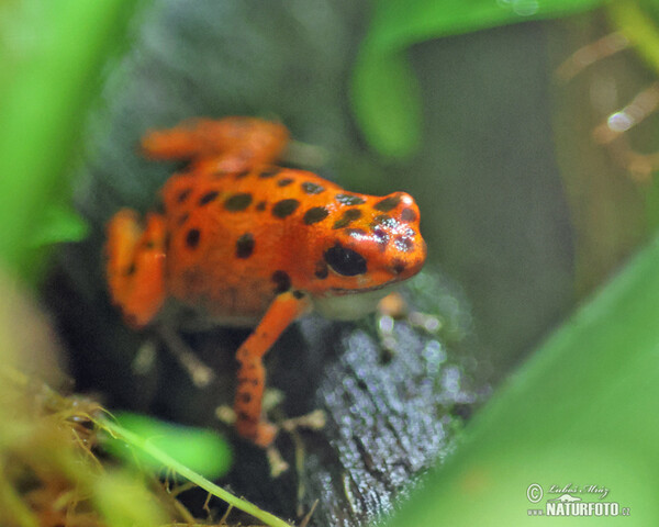 Pralesnička drobná (Dendrobates pumilio)