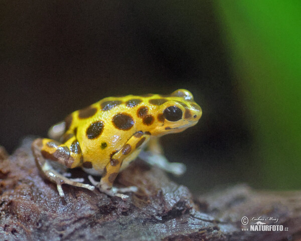 Pralesnička drobná (Dendrobates pumilio)