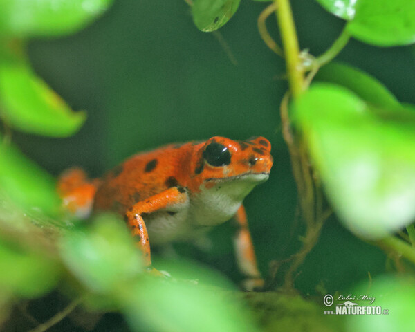 Pralesnička drobná (Dendrobates pumilio)