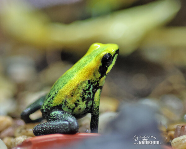 Pralesnička dvoubarevná (Phyllobates bicolor)