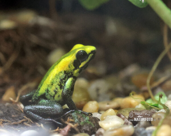 Pralesnička dvoubarevná (Phyllobates bicolor)