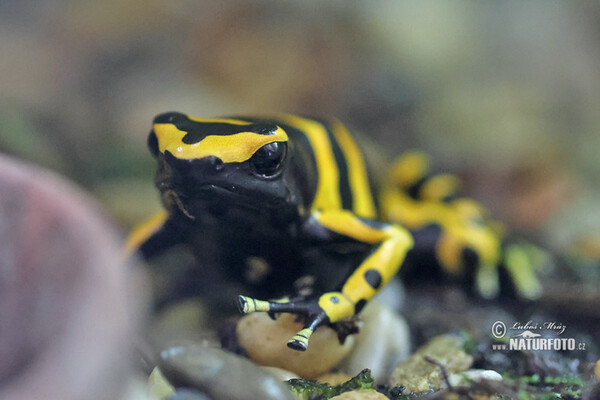 Pralesnička harlekýn (Dendrobates leucomelas)