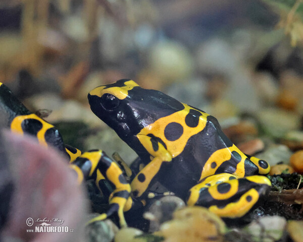 Pralesnička harlekýn (Dendrobates leucomelas)