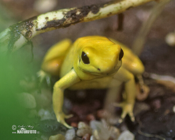 Pralesnička strašná (Phyllobates terribilis)