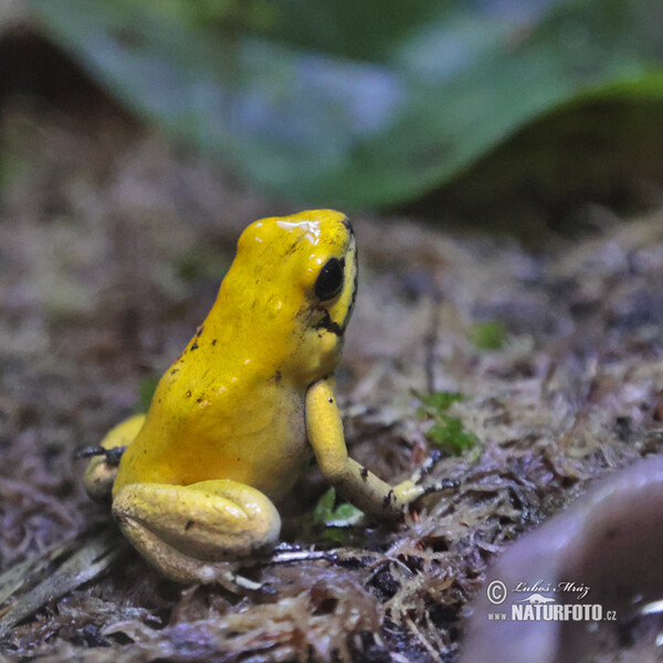 Pralesnička strašná (Phyllobates terribilis)