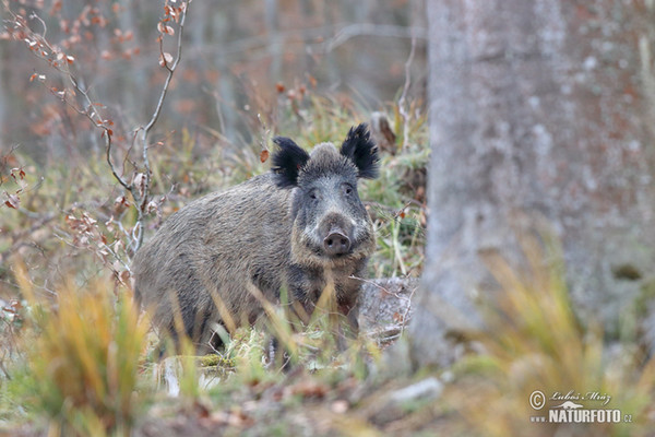 Prase divoké (Sus scrofa)