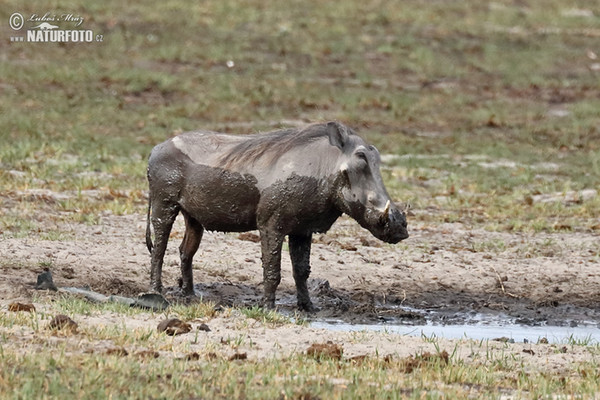 Prase savanové (Phacochoerus africanus)