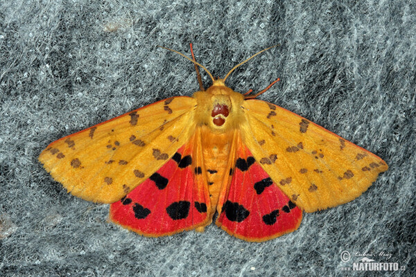 Přástevník angreštový (Rhyparia purpurata)