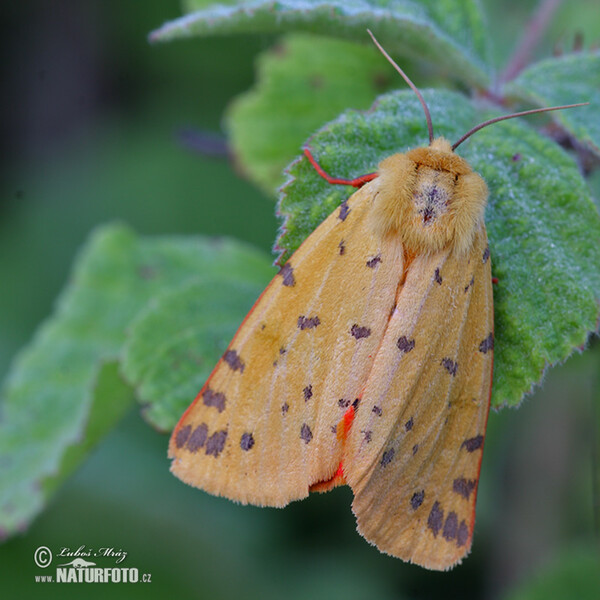 Přástevník angreštový (Rhyparia purpurata)