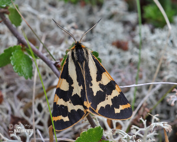 Přástevník jitrocelový (Parasemia plantaginis)