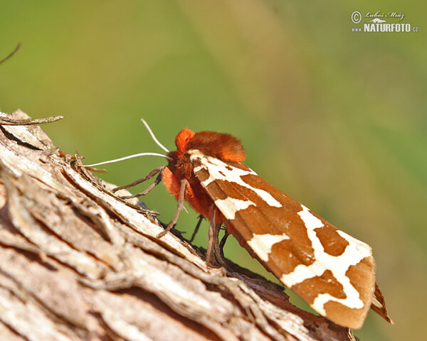 Přástevník medvědí - housenka (Arctia caja)