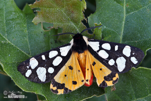 Přástevník špenátový (Arctia villica)