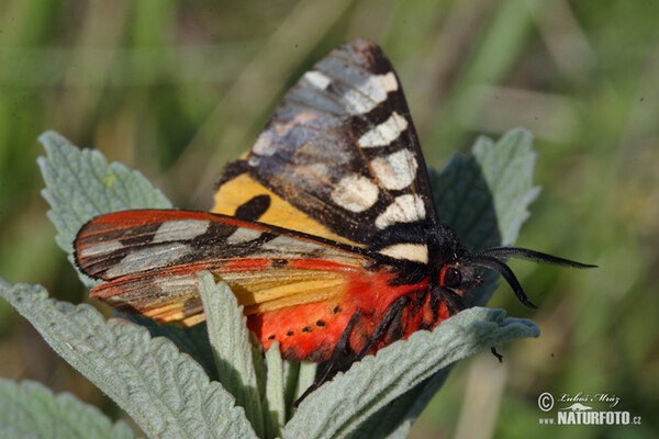 Přástevník špenátový (Arctia villica)