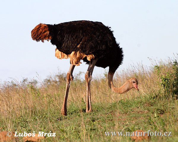 Pštros dvojprstý (Struthio camelus)