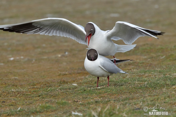 Racek chechtavý (Chroicocephalus ridibundus)